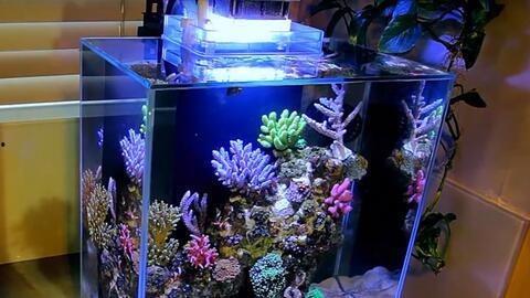 欧美鱼缸视频大全,探索水族世界的精彩瞬间