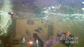 欧美鱼缸视频大全,探索水族世界的精彩瞬间