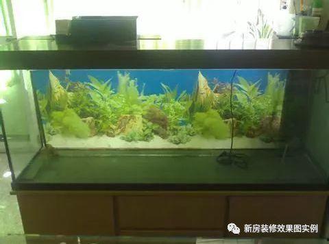 欧美鱼缸视频大全,探索水族世界的精彩瞬间