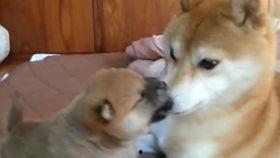 欧美可爱小狗视频,欧美可爱小狗视频精选集锦