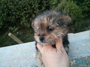 欧美可爱小狗视频,欧美可爱小狗视频精选集锦