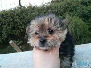 欧美可爱小狗视频,欧美可爱小狗视频精选集锦