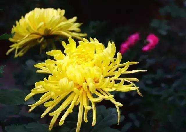 欧美自己搞菊花视频教程,轻松掌握园艺技巧