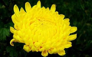 欧美自己搞菊花视频教程,轻松掌握园艺技巧